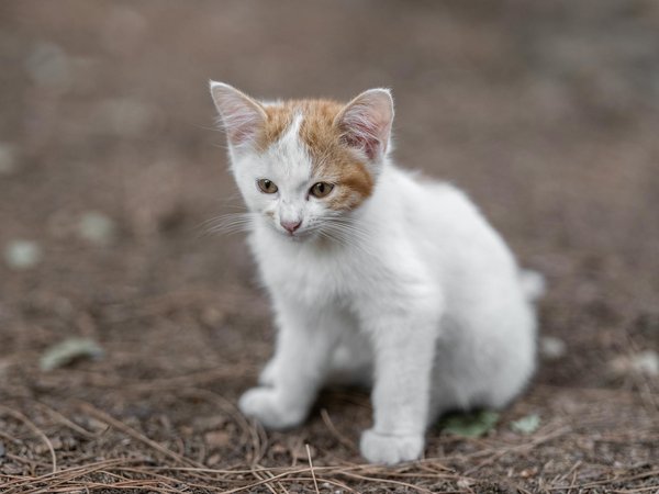 How to Design a Fun and Secure Indoor Playground for Your Cat: A Step-by-Step Guide