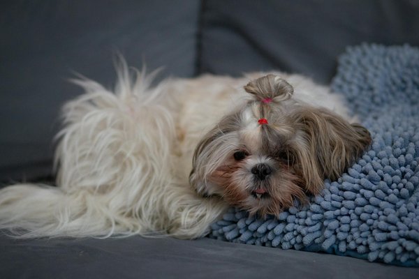 Animalwelfarecommunity