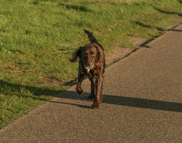 Animalwelfarecommunity